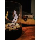 PLANIKA CHANTICO Glassfire BIOETANOL KANDALLÓ